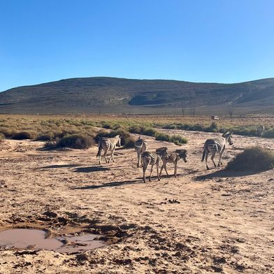 Zebra's gespot safari